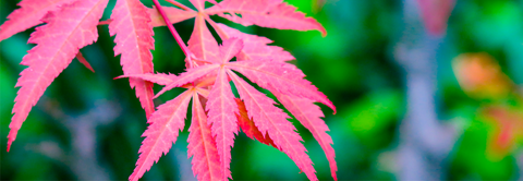 Udplantning og pasning af japansk løn - Plantorama