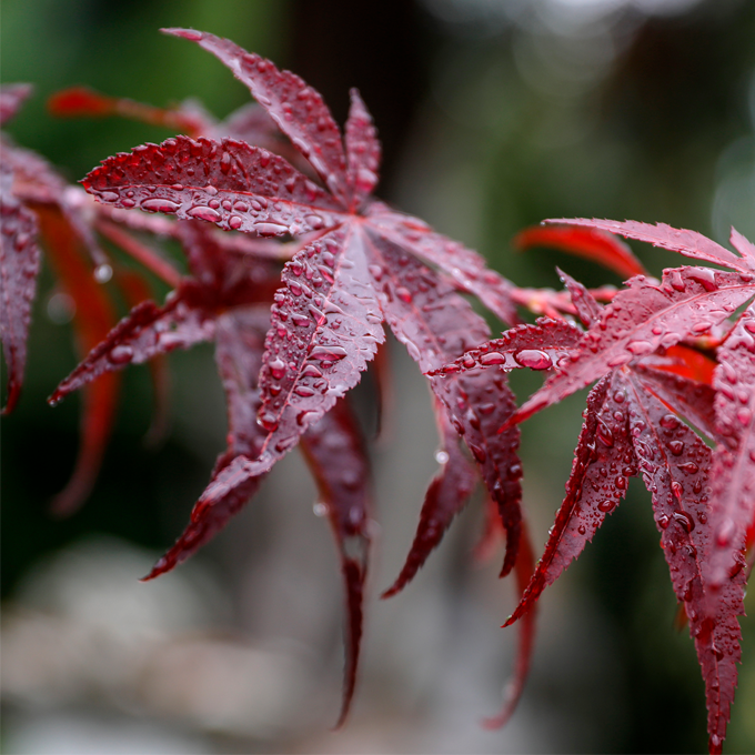Udplantning og pasning af japansk løn - Plantorama