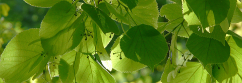 Udplantning og pasning af lindetræ - Plantorama