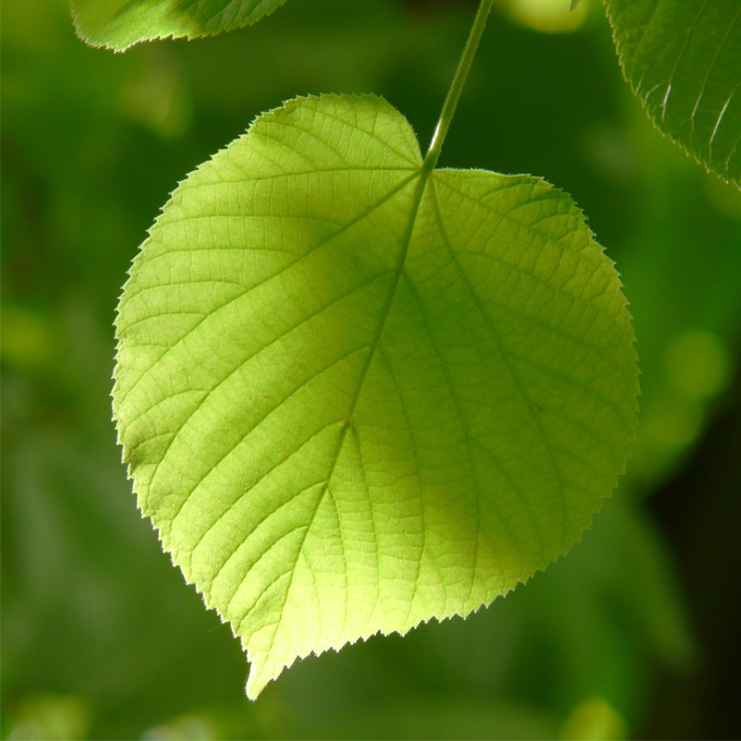 Udplantning og pasning af lindetræ - Plantorama