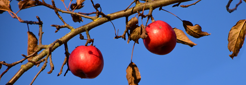 Plantorama | Få råd til æbletræet i december