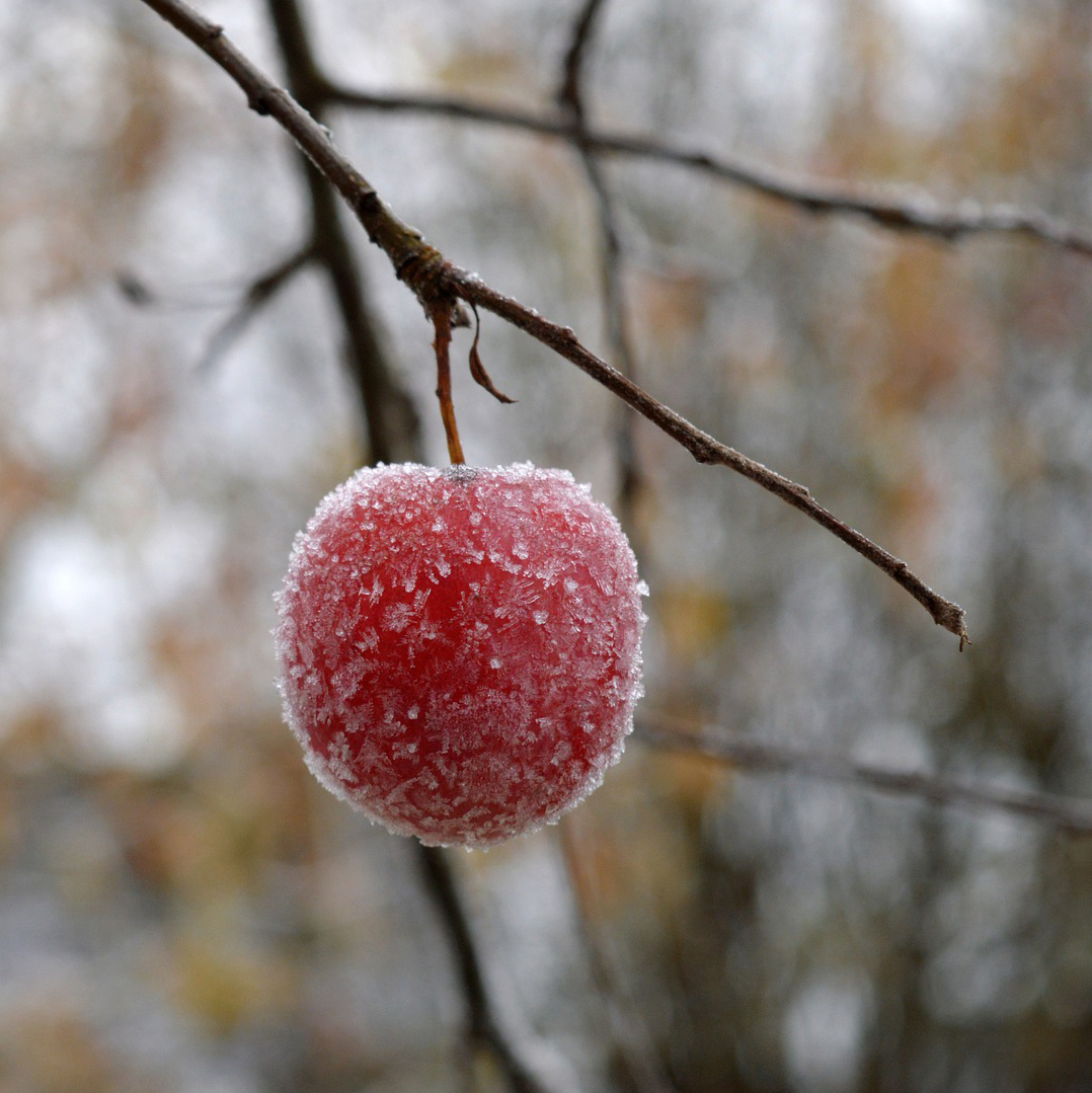 Æbletræ vinter