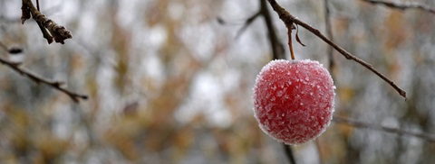 Æbletræ vinter