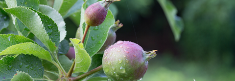 Plantorama | Få råd til æbletræet i juni