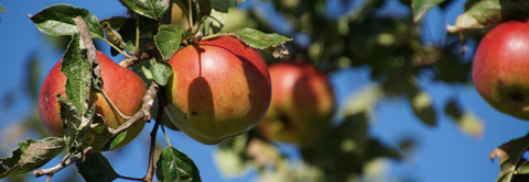 Plantorama | Få råd til æbletræet i september