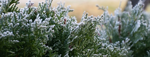 Hæk med frost
