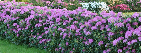 Blomstrende hæk