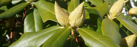 Plantorama | Få råd til rhododendron i april