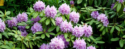 Plantorama | Få råd til rhododendron i august
