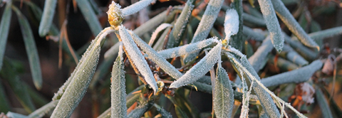 Plantorama | Få råd til rhododendron i december