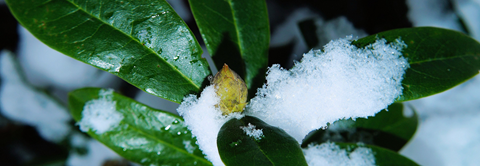 Plantorama | Få råd til rhododendron i februar