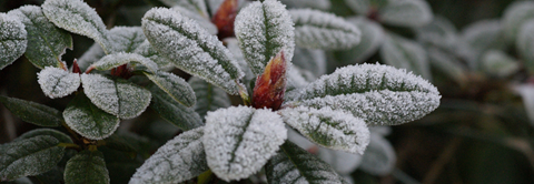 Plantorama | Få råd til rhododendron i januar