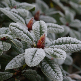 Plantorama | Få råd til rhododendron i januar