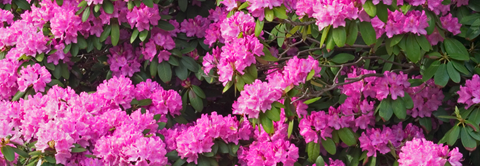 Plantorama | Få råd til rhododendron i juli
