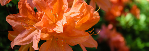 Plantorama | Få råd til rhododendron i juni