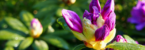 Plantorama | Få råd til rhododendron i maj