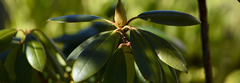 Plantorama | Få råd til rhododendron i marts