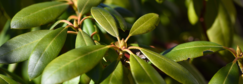 Plantorama | Få råd til rhododendron i november