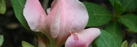 Plantorama | Få råd til rhododendron i oktober