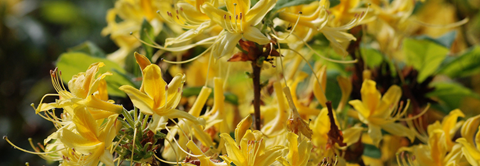 Plantorama | Få råd til rhododendron i september