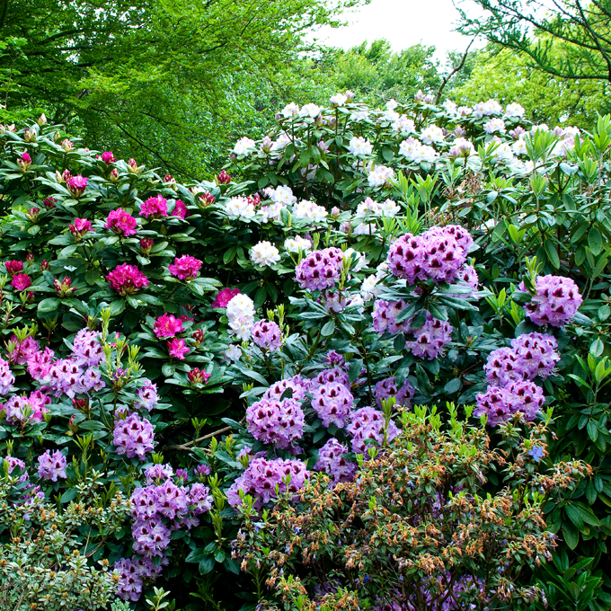 Plantorama | Få råd til rhododendron i september