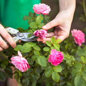 Plantorama | Få gode råd til rosenbedet året rundt