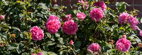 Rosenbedet i august