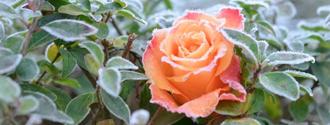 Rose i december