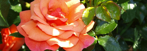 Plantorama | Få råd til roser i september