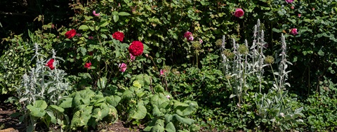 Plantorama | Få råd til staudebedet i august
