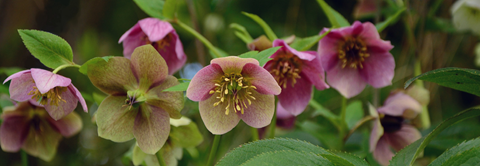 Plantorama | Få råd til staudebedet i februar
