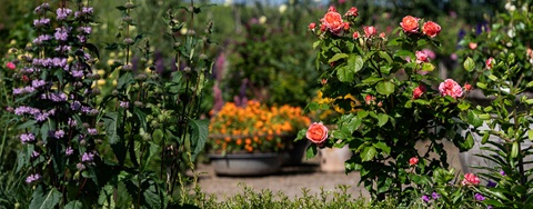 Plantorama | Få råd til staudebedet i juli