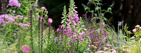 Plantorama | Få råd til staudebedet i juni