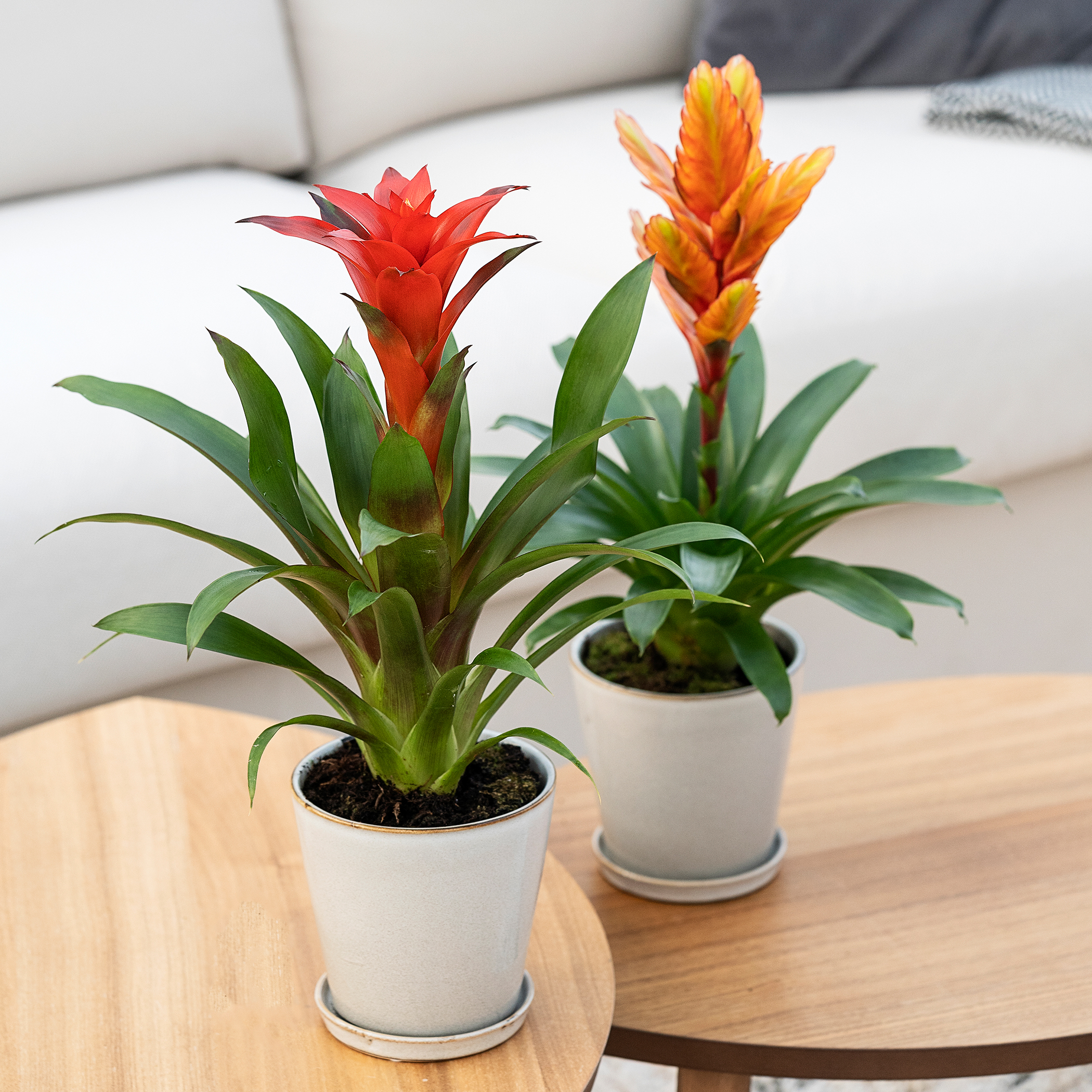 Blomstrende stueplanter