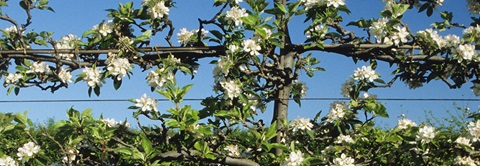 Køb espalier til haven i Plantorama