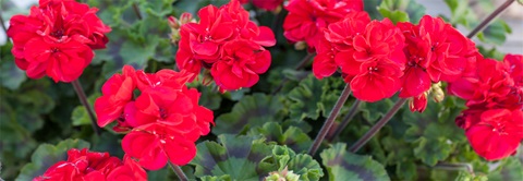 Køb pelargonier i Plantorama
