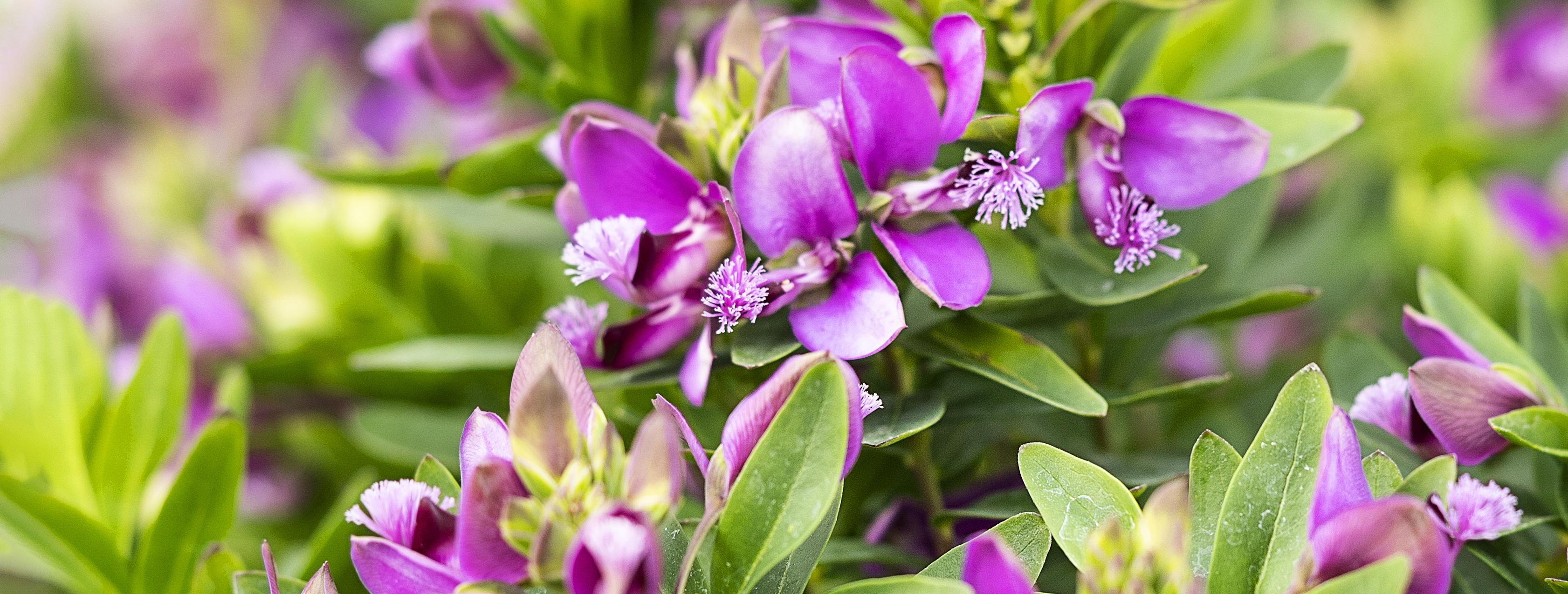 Oplevelser Plantorama lilla blomst
